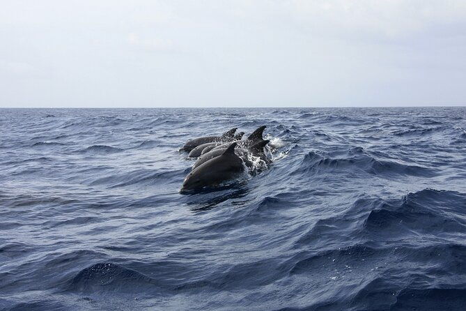 dolphin-watching-snorkeling-in-key-west-with-sunset-dinner-cruise-and-open-bar