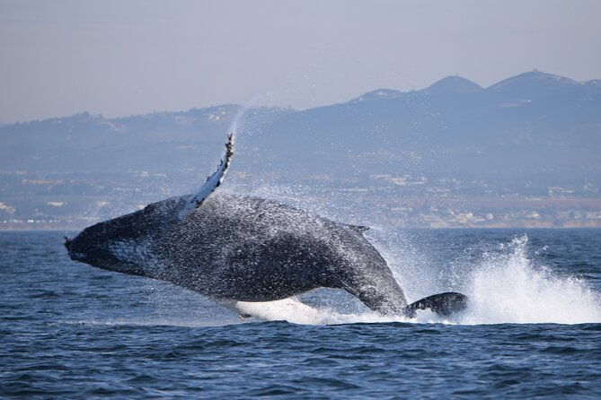 dolphin-whale-watching