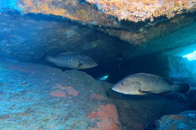 double-dive-in-the-capo-carbonara-marine-protected-area-for-patents