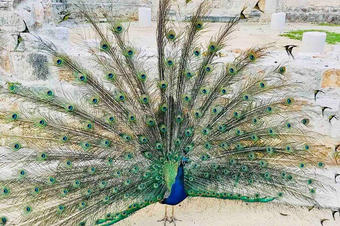 dubrovnik-boat-tour-lokrum-island-betina-cave-st-jacobs-beach-2