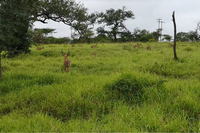 durban-big-5-luxury-safari-at-an-award-winning-game-reserve-zeiss-binoculars