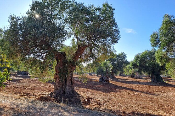 e-bike-tour-in-ostuni-oil-mill-dolmen-and-huge-olive-trees