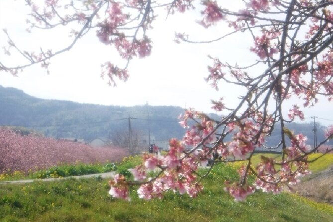 early-blooming-cherry-blossoms-fruit-picking-1day-tour