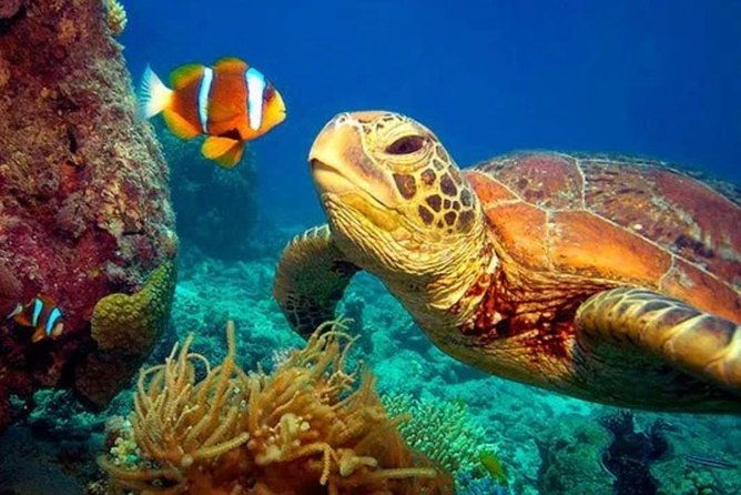 eco-sea-scooter-guided-beach-tour-from-the-famous-kapalua-bay