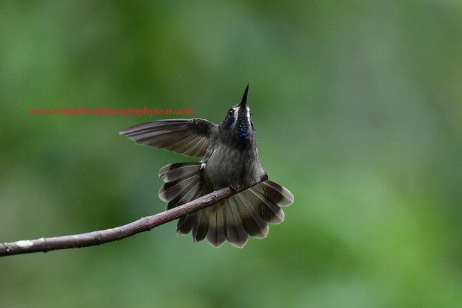 ecuador-mindo-bird-photography-tours-with-richard-hernandez