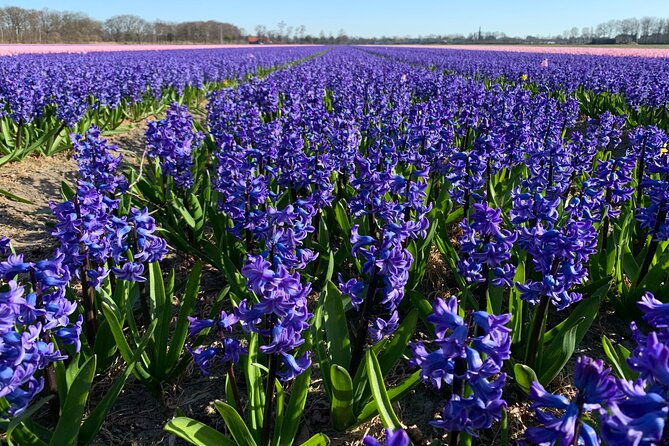 enjoy-the-tulip-fields-by-bicycle-with-a-local-guide-tulip-bike-tour