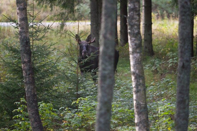 evening-wildlife-safari-stockholm