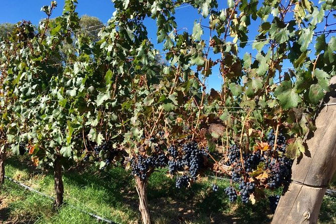 exclusive-day-long-private-tour-of-cafayate-vineyards