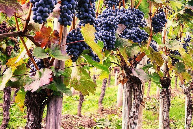 exclusive-private-tuk-tuk-tour-visit-to-a-sardinian-winery-2