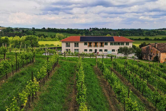 exclusive-tour-of-the-vineyards-with-visit-to-the-cellar-2