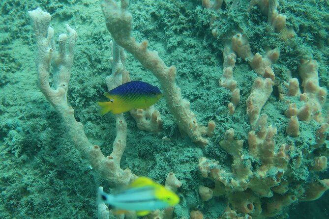 experience-peanut-island-adventures