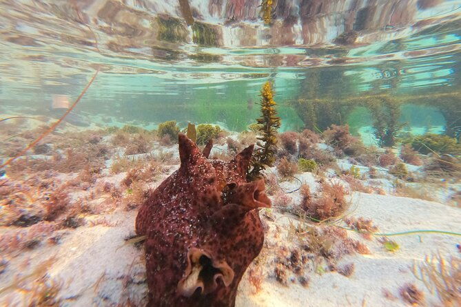 explore-san-diego-tide-pools-with-a-marine-biologist