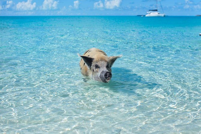 exuma-elite-escape-luxury-fly-in-pig-beach-adventure-7-stops
