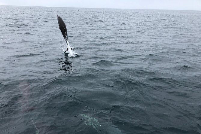family-and-private-group-whale-and-dolphin-watching