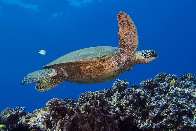 first-time-introductory-scuba-dive