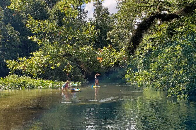 florida-freshwater-springs-paddle-board-tour