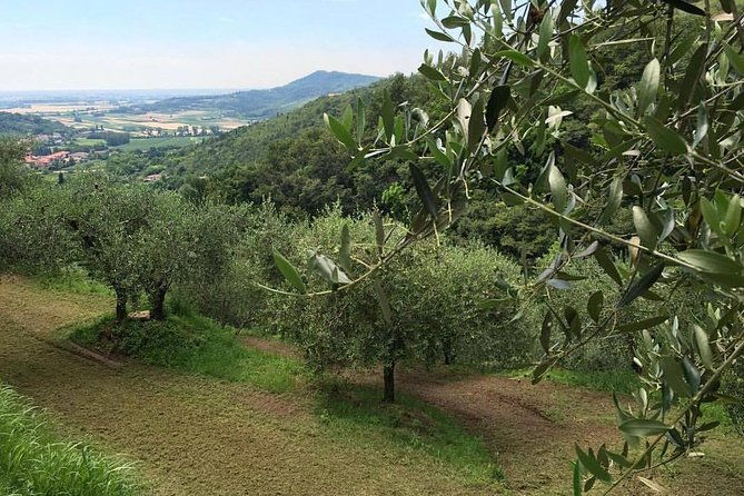 from-abano-montegrotto-olive-oil-wine-in-the-euganean-hills