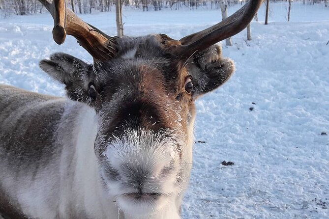 from-saariselka-ice-fishing-tour-to-lake-inari-reindeers-lunch