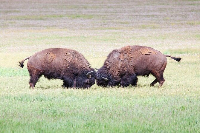 full-day-best-of-yellowstone-national-park-tour-from-big-sky-2