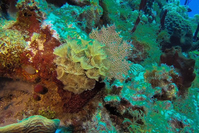 full-day-catalina-island-scuba-diving-tour-from-la-romana