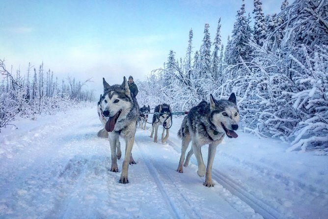full-day-drive-your-own-dog-team-dog-sledding-tour