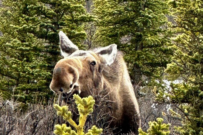 full-day-fairbanks-to-denali-winter-adventure-tour