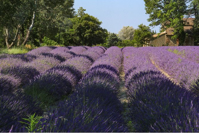 full-day-ocean-of-lavender-in-valensole-from-avignon