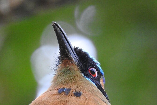 full-day-private-bird-and-nature-sightseeing-tour-in-pipe-line
