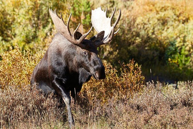 full-day-rocky-mountain-national-park-over-the-top-tour-rmnphotographer-2
