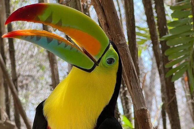 full-day-tour-baru-national-aviary-and-playa-blanca-bioluminescent-plankton