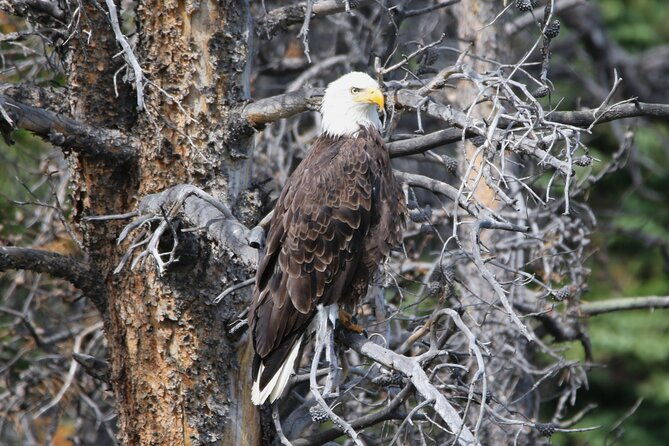 full-day-tour-in-rocky-mountain-national-park-lunch-included