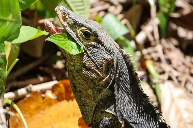full-day-tour-manuel-antonio-national-park-from-san-jose