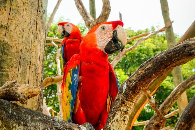 full-day-tour-to-the-playa-blanca-national-aviary-and-plankton