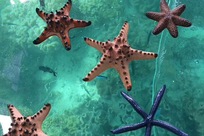 glass-bottom-boat-water-activity-in-montego-bay-jamaica