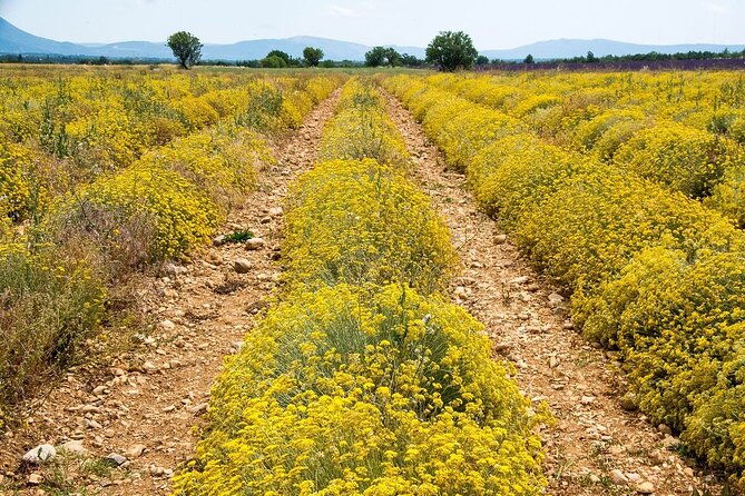 gorges-du-verdon-lavender-fields-picnic-boat-ride-and-villages-2