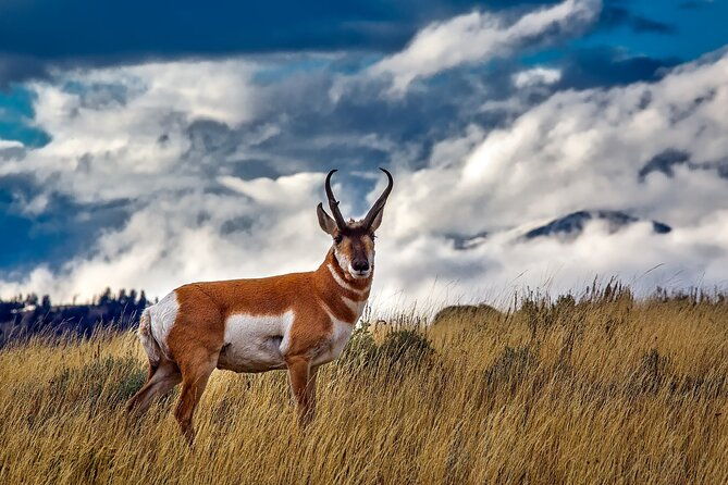 grand-teton-and-its-wildlife-private-guided-tour-2