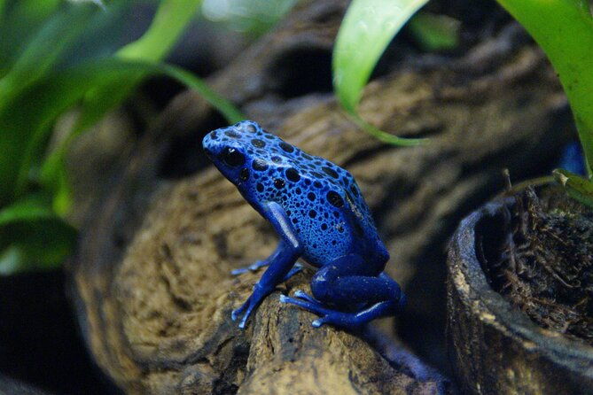 guanacaste-rainforest-safari-with-meal