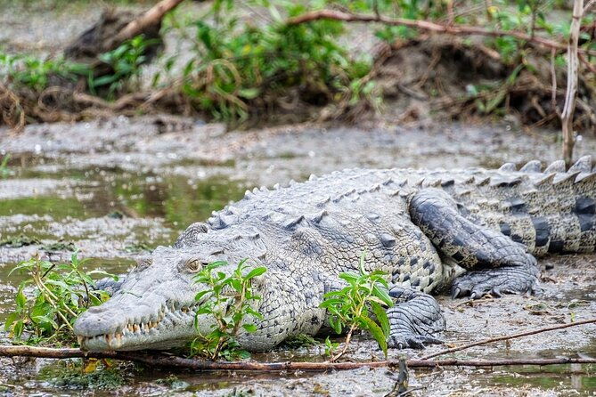 guided-boat-tour-on-the-panama-canal-and-visit-the-wildlife