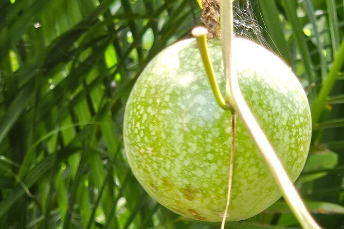 guided-farm-tour-with-local-treats-and-beach-experience