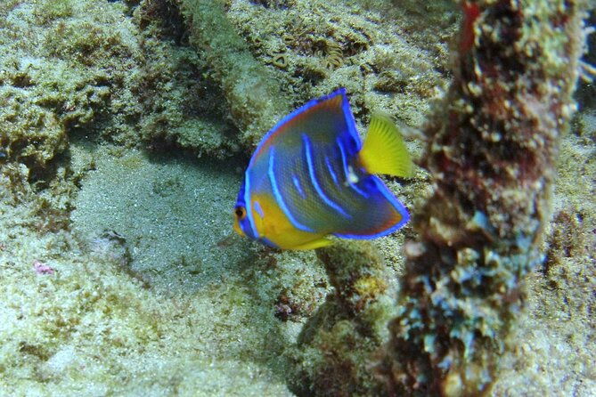 guided-snorkel-experience-in-fort-lauderdale