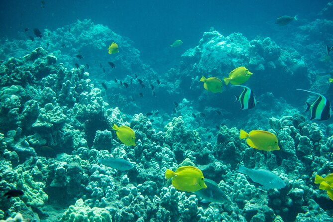 guided-turtle-town-snorkeling-tour-with-underwater-photos-2