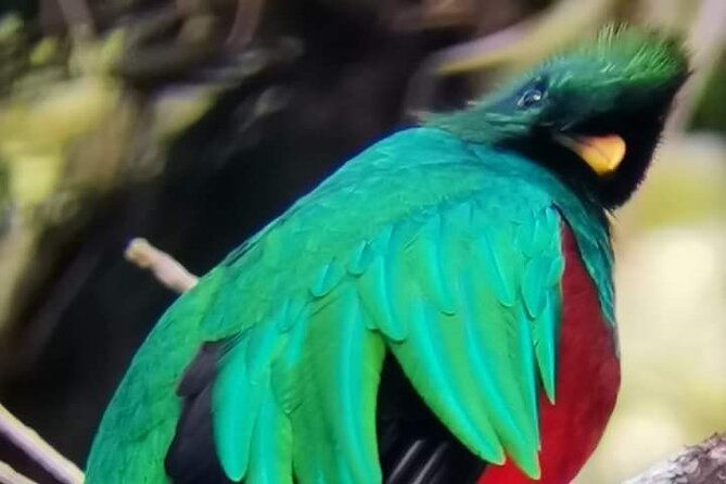 guided-walk-monteverde-biological-reserve-johns-nature-tours