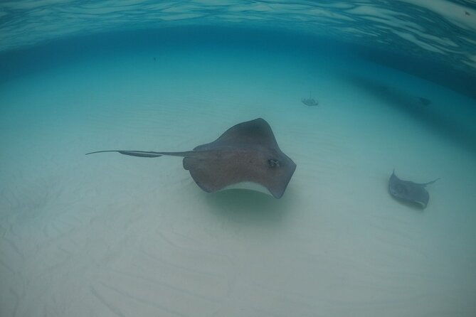 half-day-private-stingray-city-charter-grand-cayman-btc