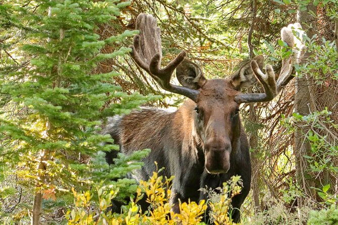 half-day-rocky-mountain-national-park-lake-and-meadows-tour-2