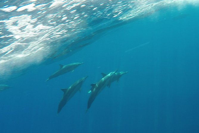 half-day-snorkel-to-lanai-from-kaanapali-beach-dolphin-search