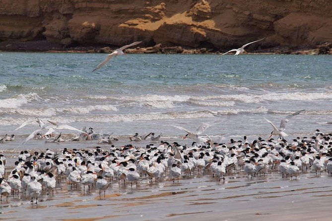 half-day-tour-of-paracas-national-reserve-from-san-martin-port
