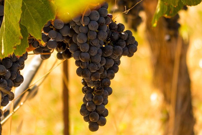 half-day-wine-country-tour-from-san-francisco