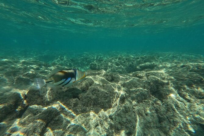 hanauma-bay-guided-snorkeling-tour-with-transportation
