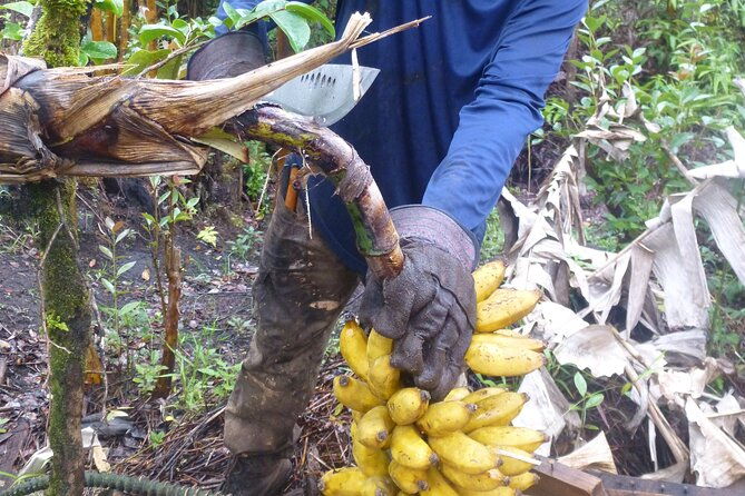 hawaiian-rainforest-banana-cultivation-experience