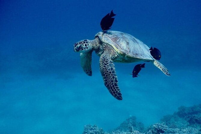 hawaiian-sea-turtles-and-snorkeling-experience-in-kona-with-lunch